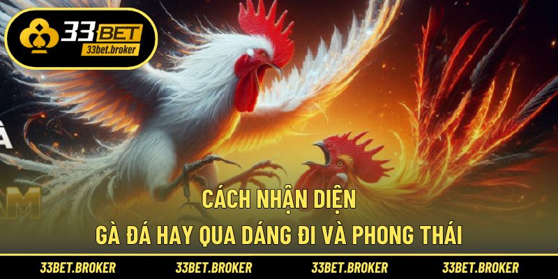 Cách nhận diện gà đá hay về dáng đi với phong thái