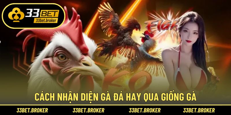 Nhận biết chiến kê hay qua giống gà