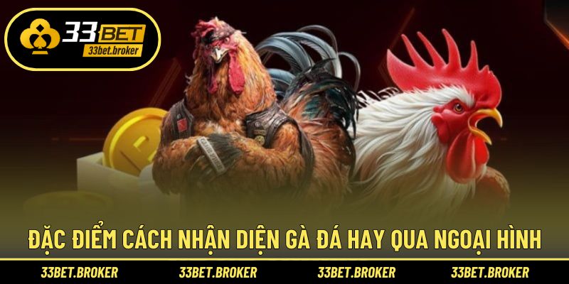 Nhận diện gà đá hay qua ngoại hình
