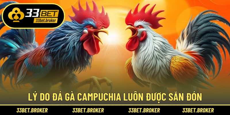 Ưu điểm lớn của đá gà Campuchia