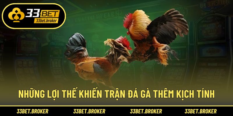 Những lợi thế khiến trận đá gà thêm kịch tính