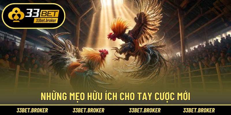 Những mẹo hữu ích cho tay cược mới