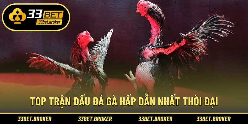 Top trận đấu đá gà hấp dẫn nhất thời đại